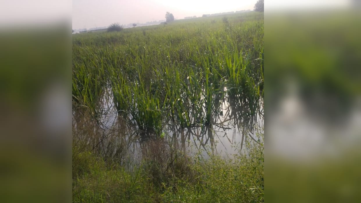 Stumbles drowned in Katha, harvesting started in the fields