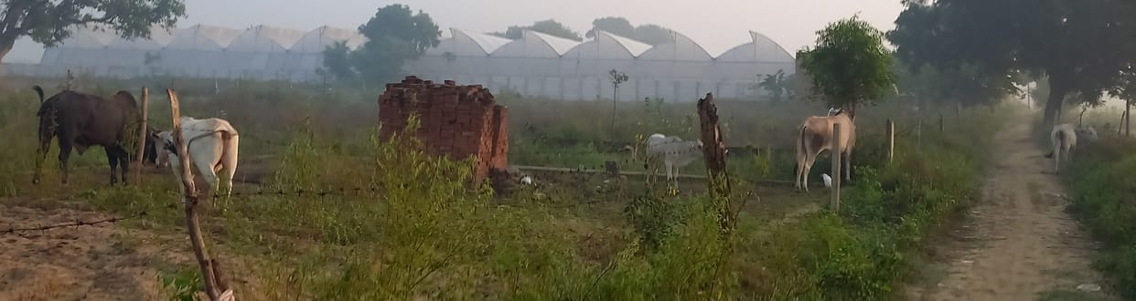 Hathras: Stray animals will ruin the crop if you do not put barbed wire