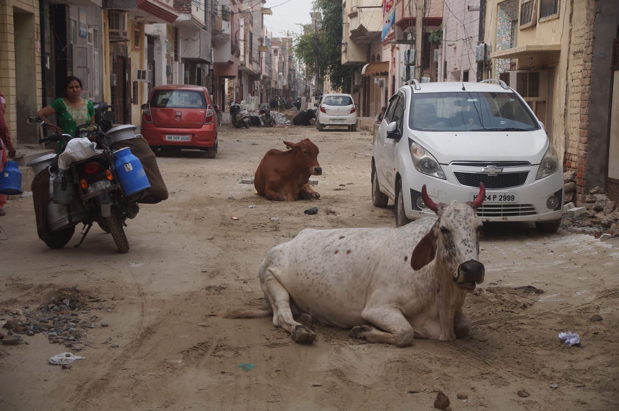 More than three thousand destitute animals in the city, the claims of the administration failed