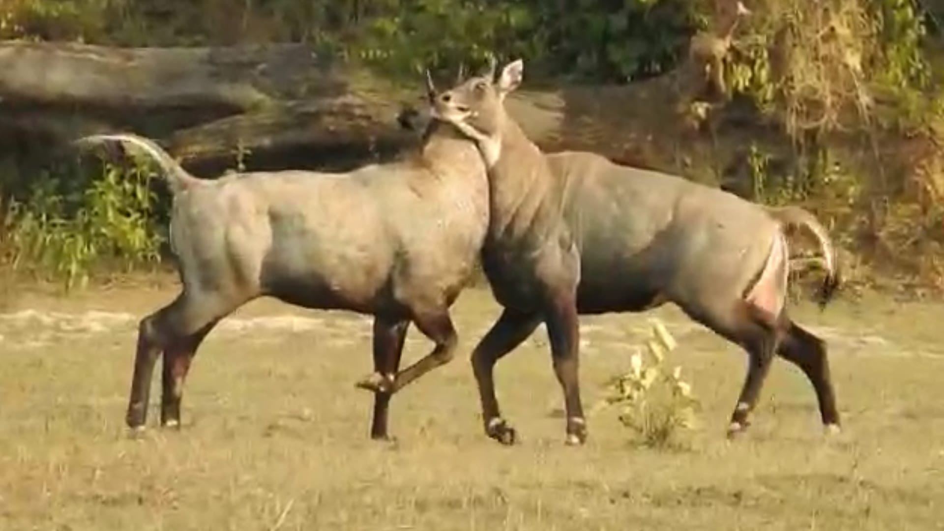 Animal Fighting: Two Nilgai Vanroj Fight in Amangarh in Bijnor, People Record videos