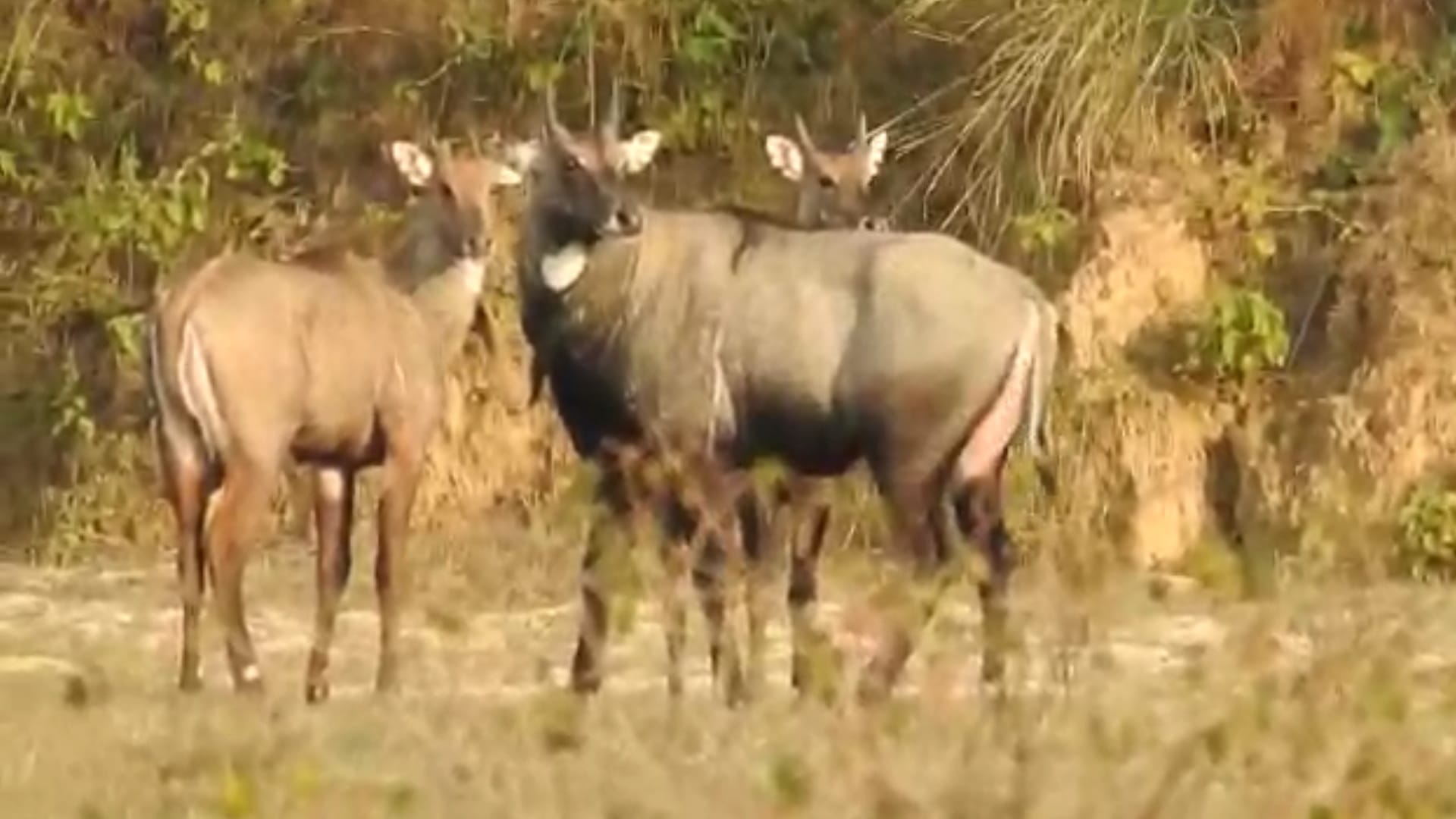 Animal Fighting: Two Nilgai Vanroj Fight in Amangarh in Bijnor, People Record videos