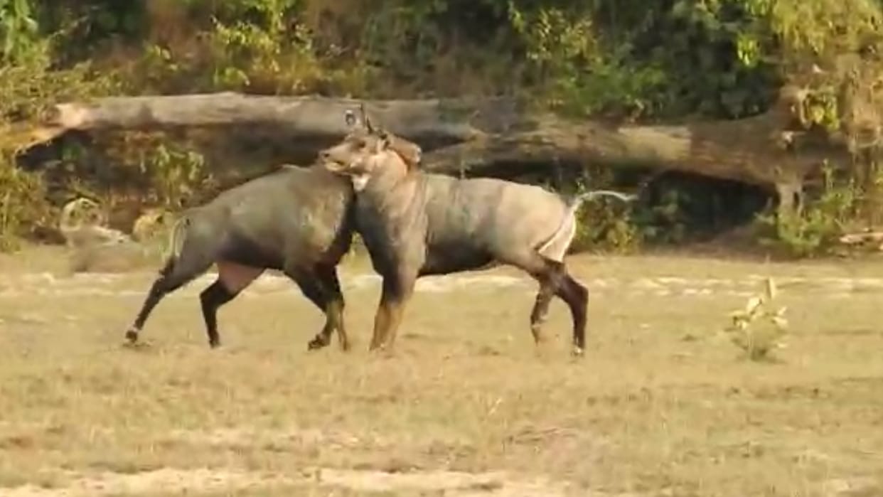 Animal Fighting: Two Nilgai Vanroj Fight in Amangarh in Bijnor, People Record videos