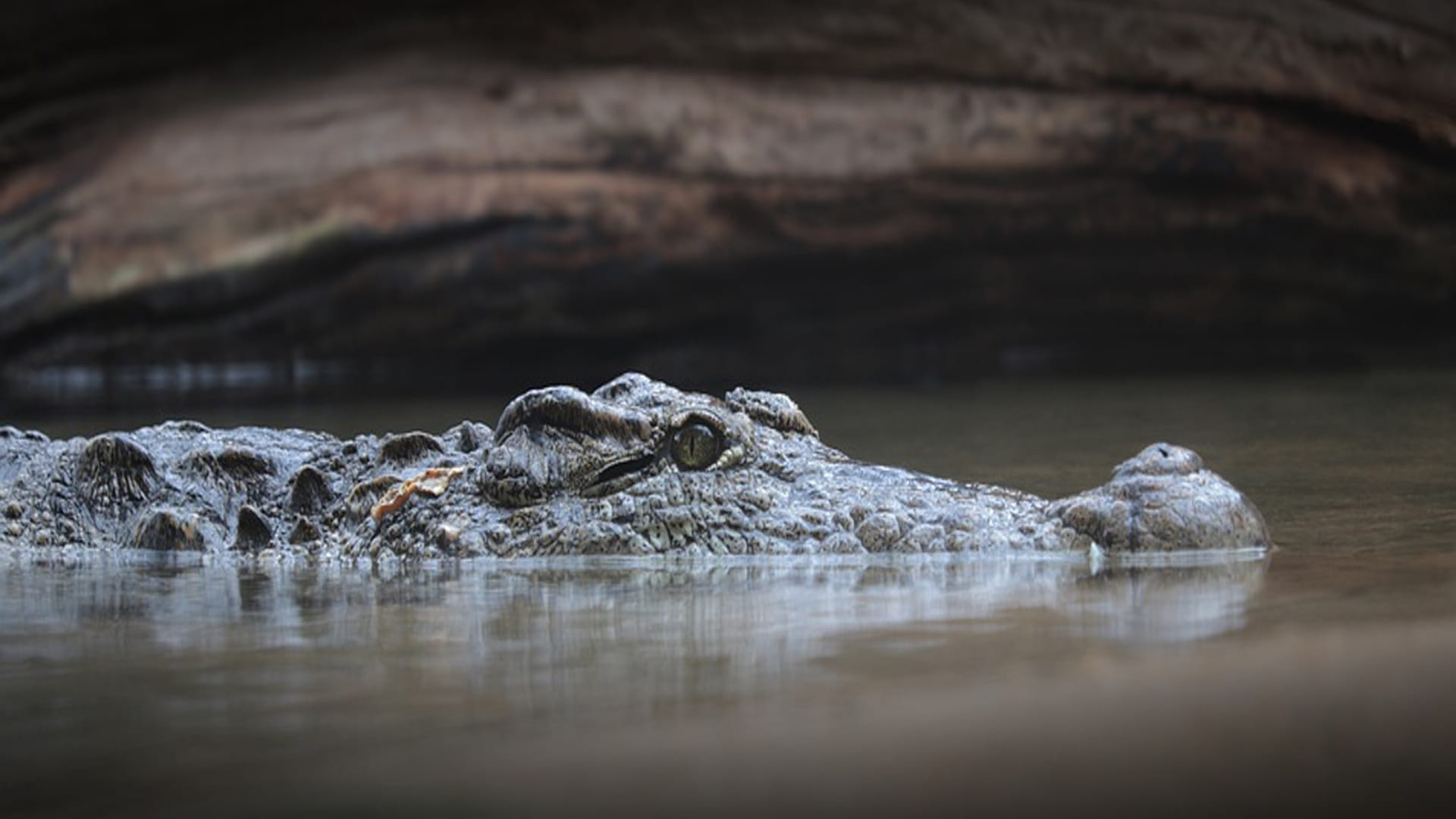 snake and crocodile figh video war between dangerous snake vs crocodile google trends