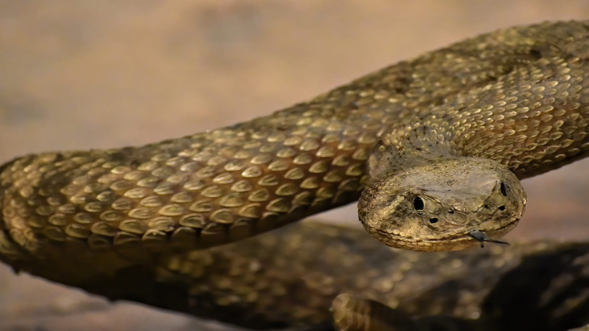 snake and crocodile figh video war between dangerous snake vs crocodile google trends