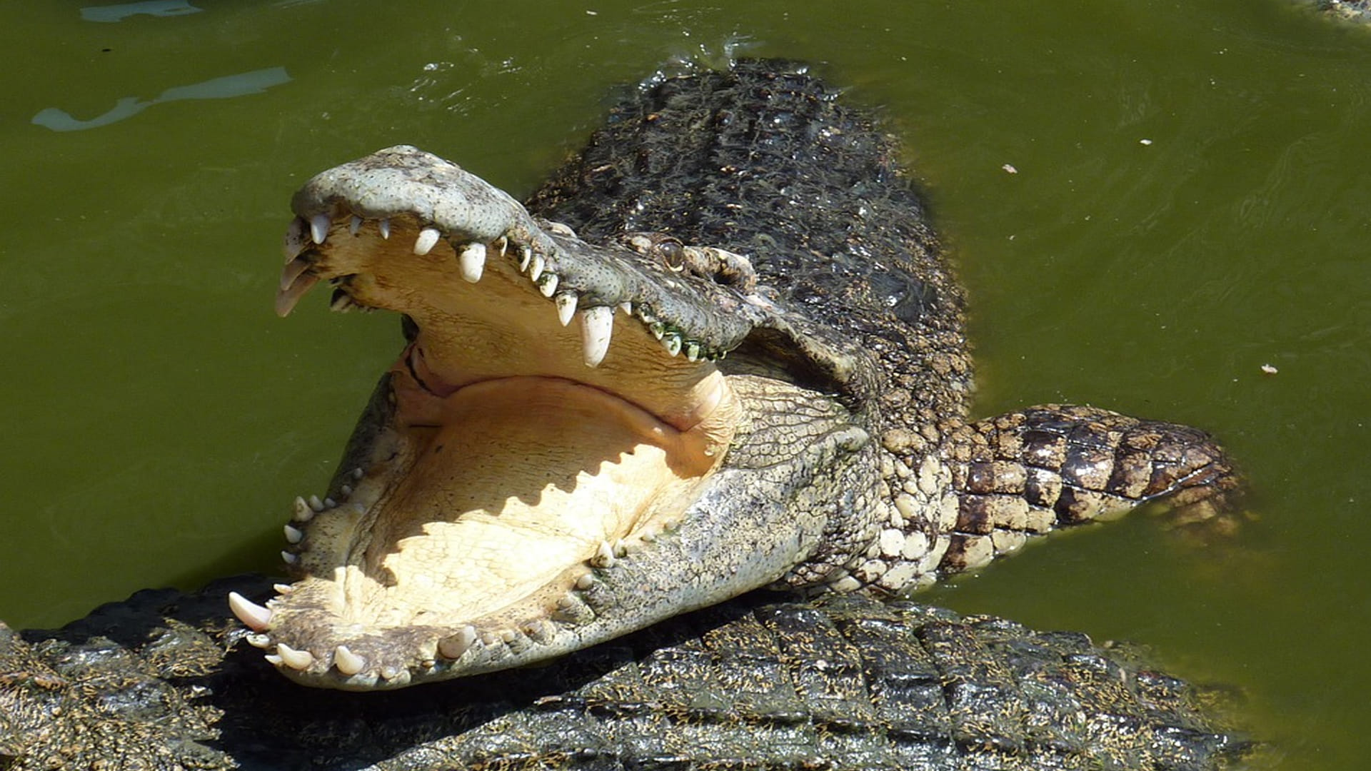 snake and crocodile figh video war between dangerous snake vs crocodile google trends
