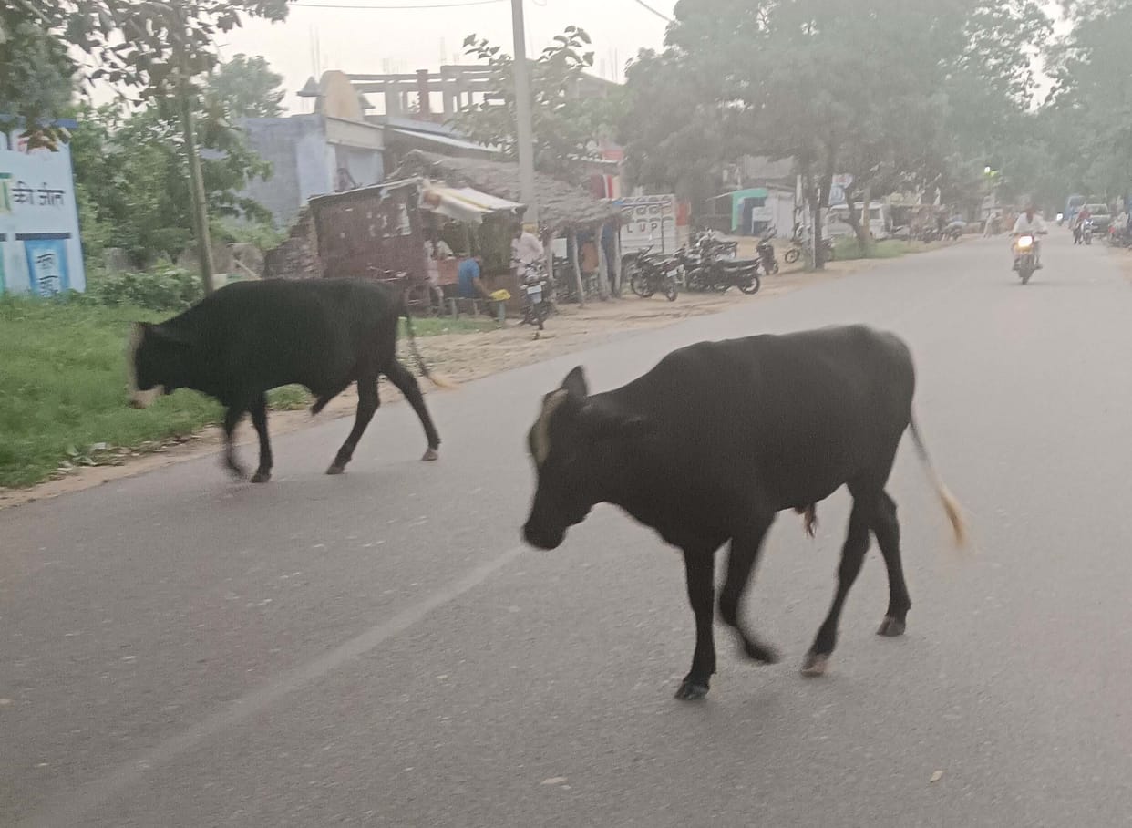 Saved the crop from drought, how to save it from cattle