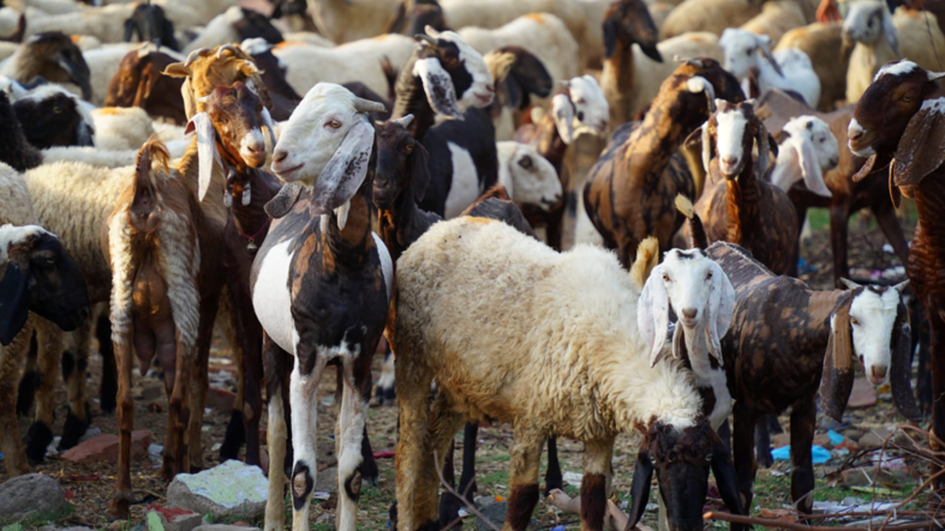 Business Ideas: You will get bumper profit after starting Goat Farming govt is giving 90 percent Subsidy