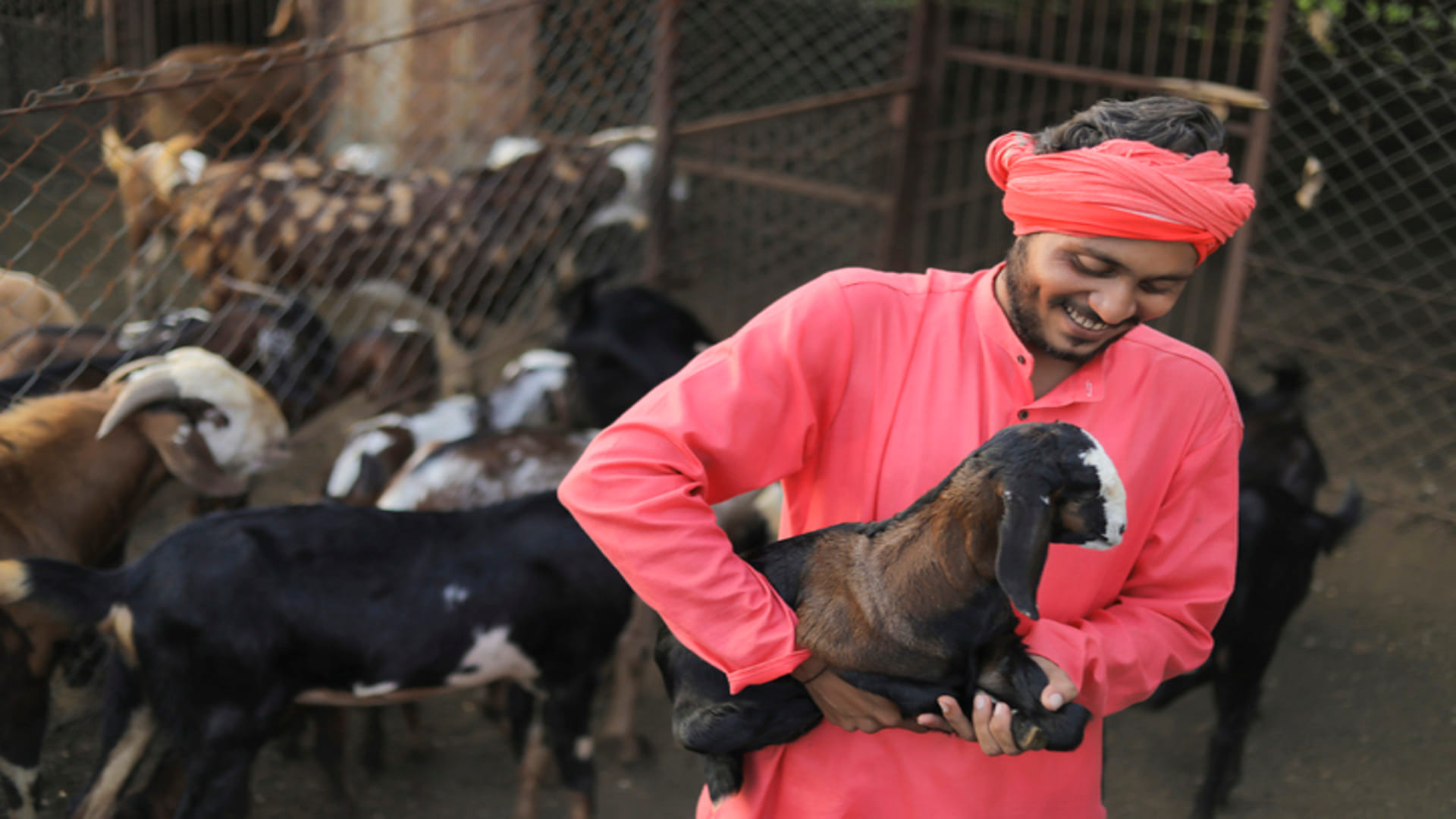 Business Ideas: You will get bumper profit after starting Goat Farming govt is giving 90 percent Subsidy