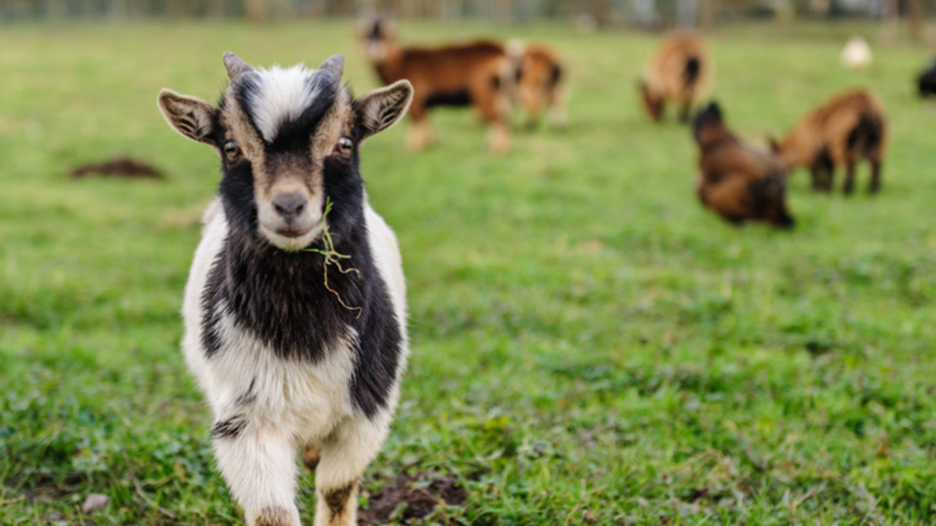 Business Ideas: You will get bumper profit after starting Goat Farming govt is giving 90 percent Subsidy