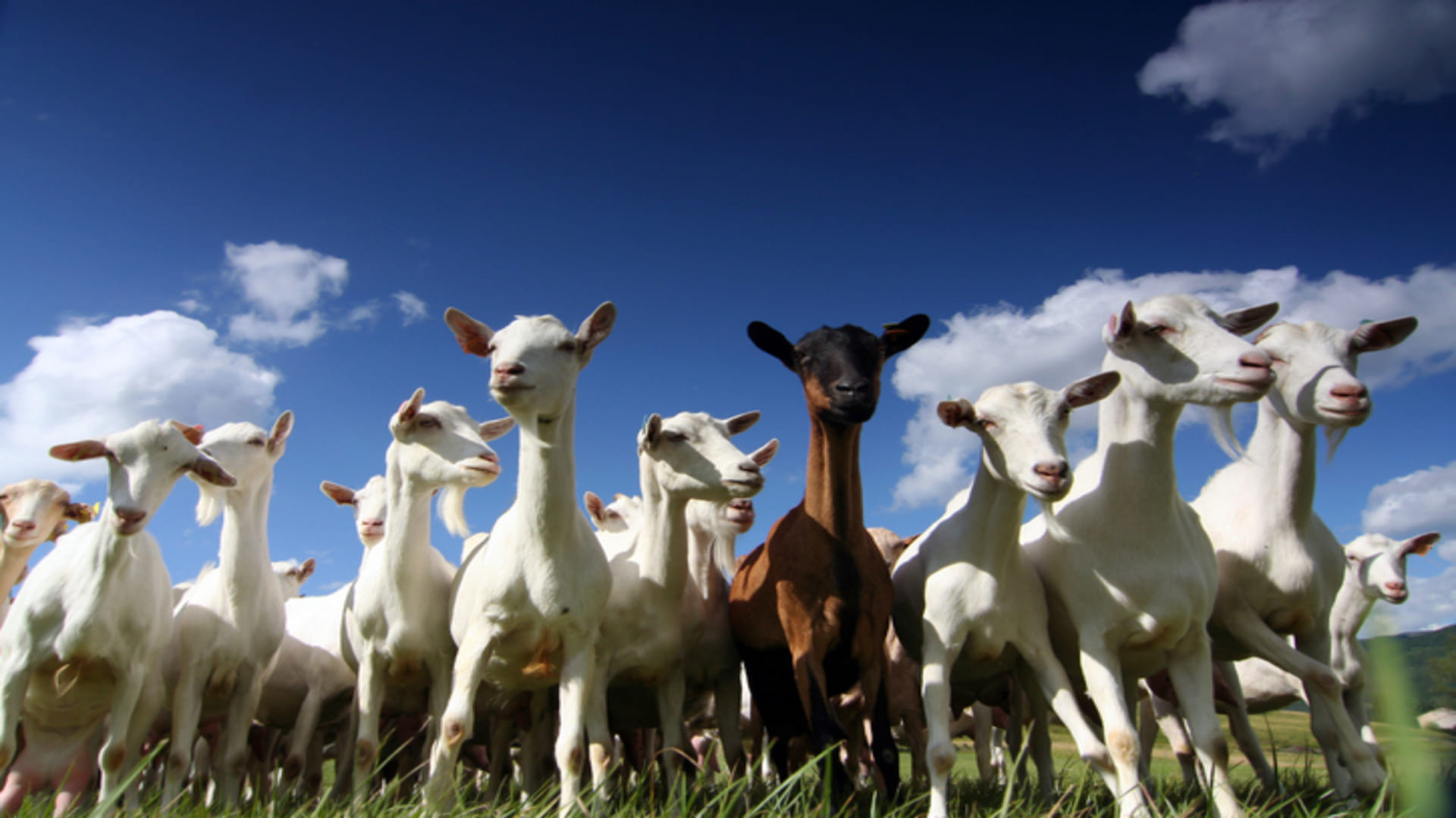 Business Ideas: You will get bumper profit after starting Goat Farming govt is giving 90 percent Subsidy