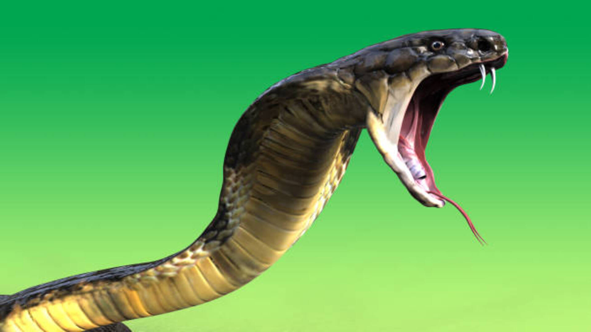 Snake Bite In Dream Meaning Hindu Astrology Sapne Mein Saanp Katne Ka Matlab In Hindi