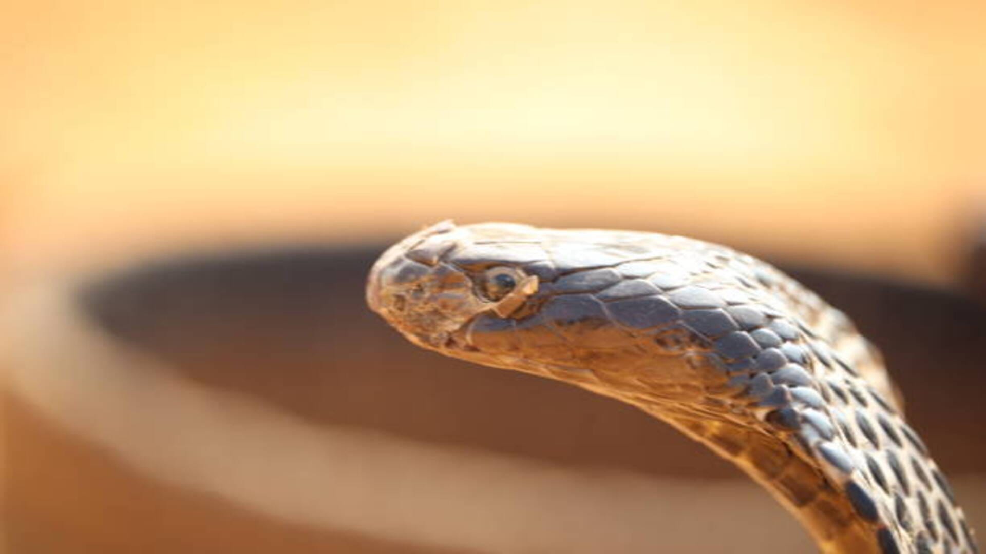 Snake Bite In Dream Meaning Hindu Astrology Sapne Mein Saanp Katne Ka Matlab In Hindi