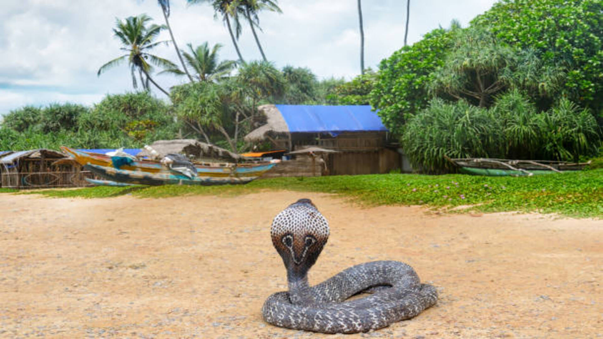 Snake Bite In Dream Meaning Hindu Astrology Sapne Mein Saanp Katne Ka Matlab In Hindi