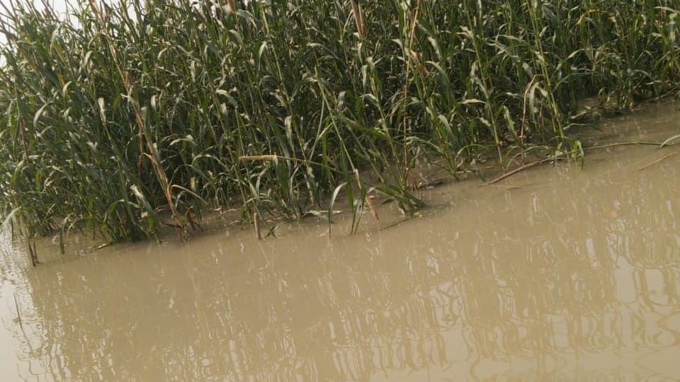 Yamuna's water level increased by 30 cm crops submerged in water Firozabad tundala news