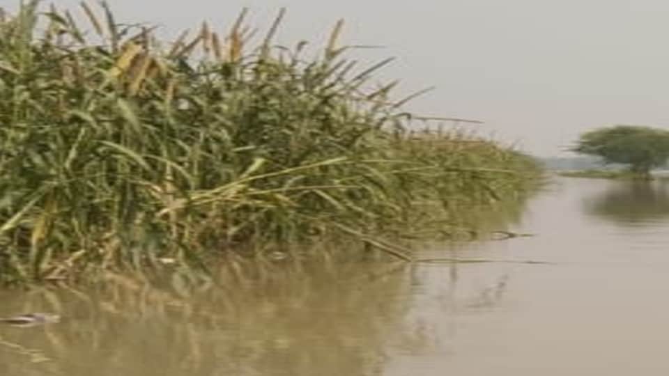 Yamuna's water level increased by 30 cm crops submerged in water Firozabad tundala news