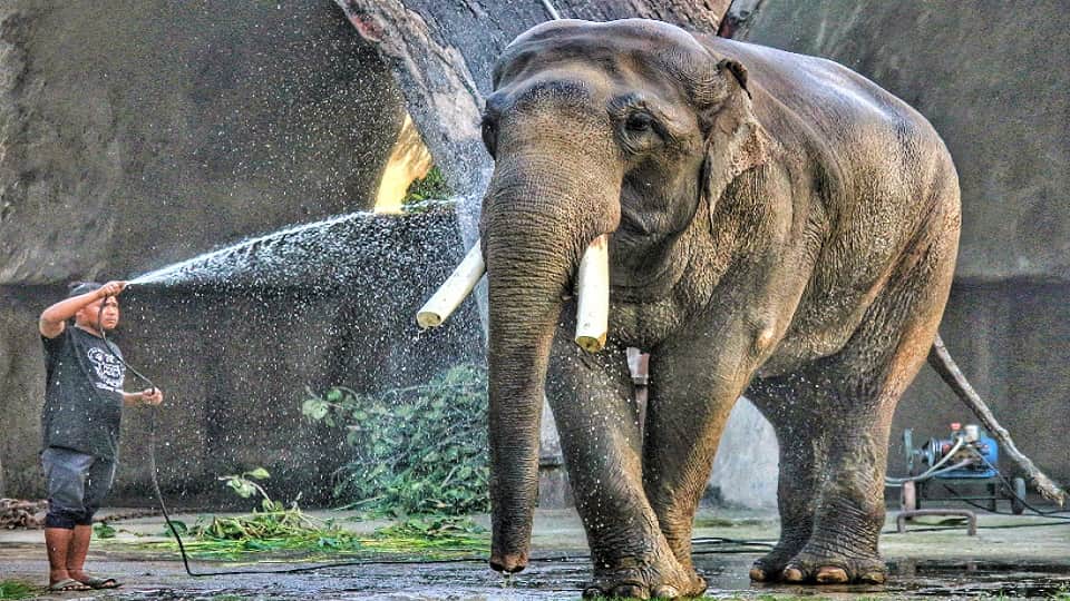 People will adopt wildlife of Delhi Zoo members can be made for a maximum of six lakhs and a minimum of Rs 700