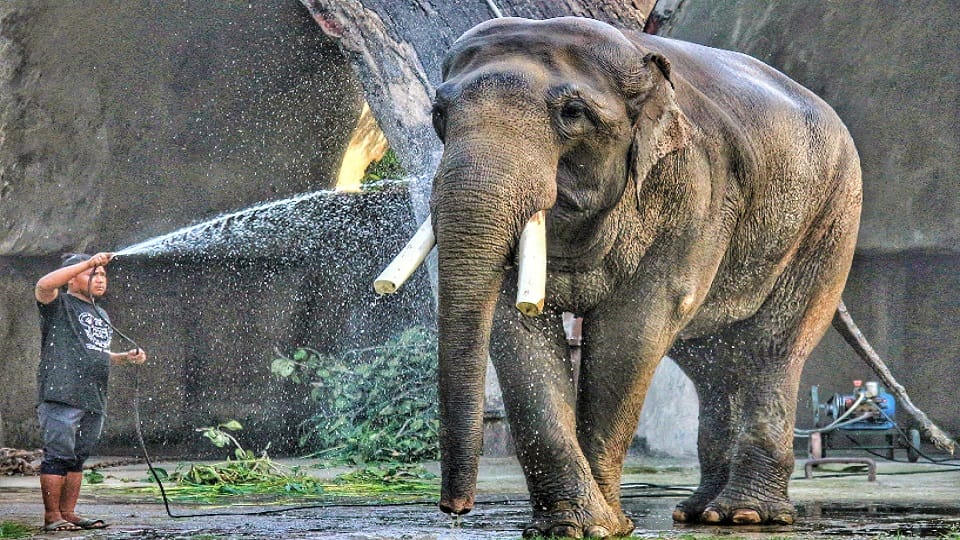 People will adopt wildlife of Delhi Zoo members can be made for a maximum of six lakhs and a minimum of Rs 700