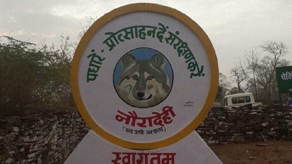 Nauradehi Sanctuary will open after three months from tomorrow
