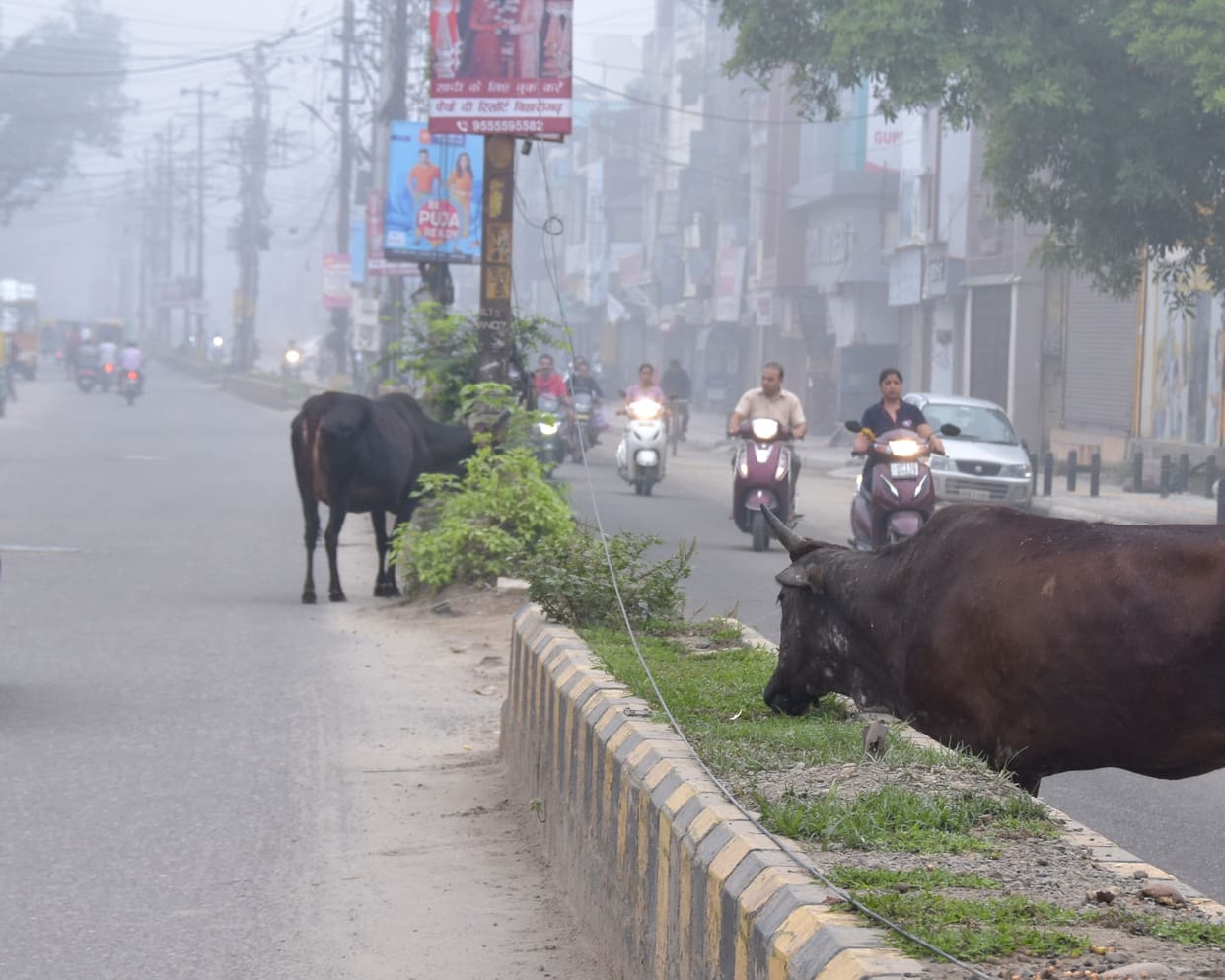 Cow wandering on the streets in search of fodder in smart city