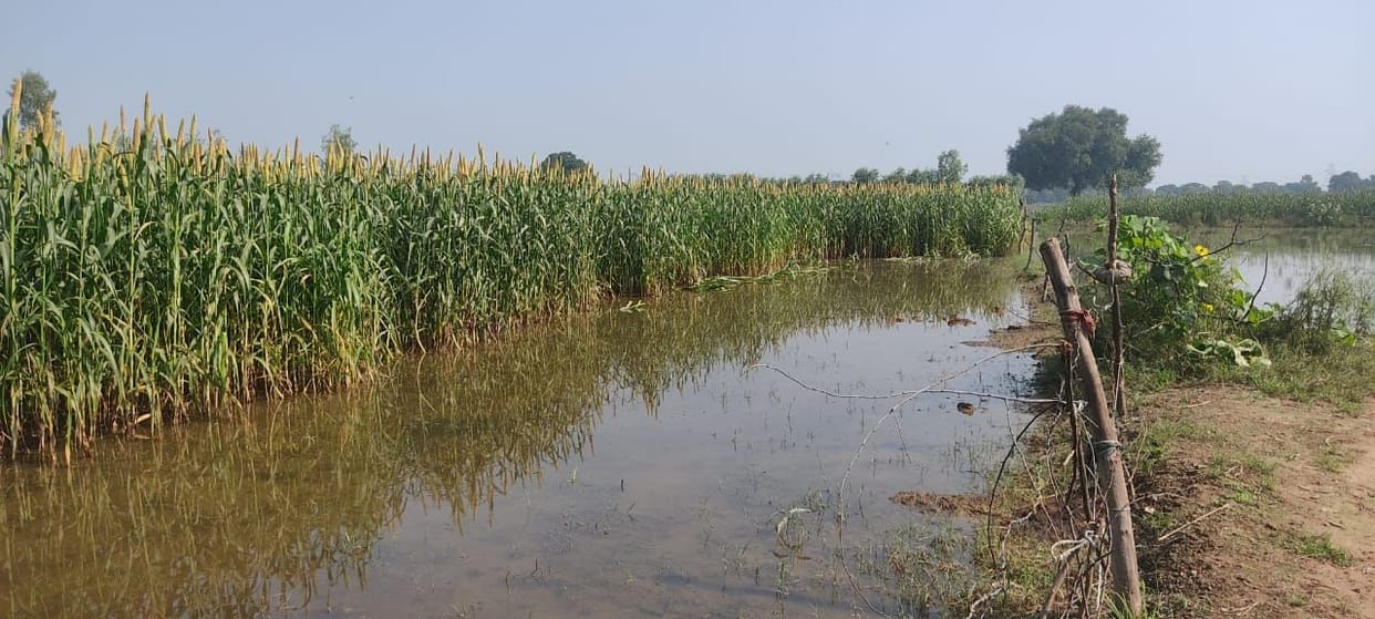 Damage to 300 bigha paddy-maize crop