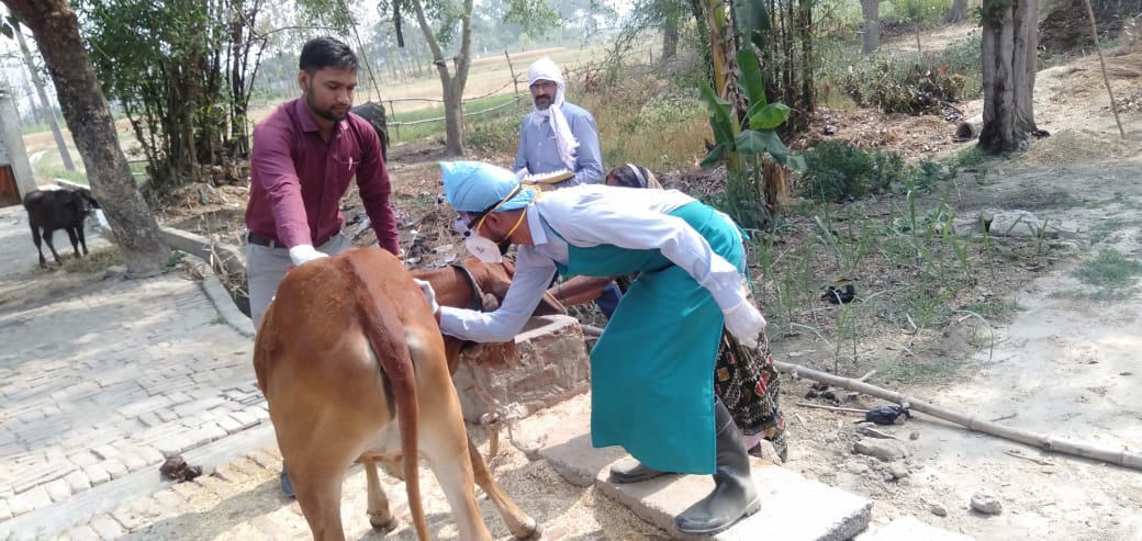 50 thousand vaccine came for animals