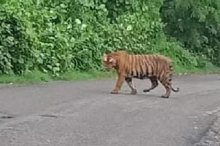 Somewhere the tigers are not considering Amaria as a corridor, the department is trying to know