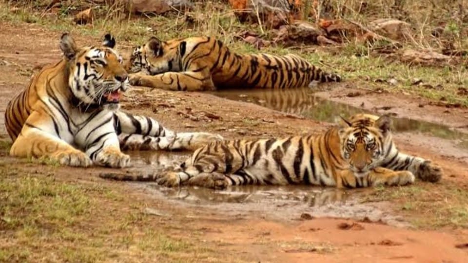 Nauradehi Sanctuary will open after three months from tomorrow