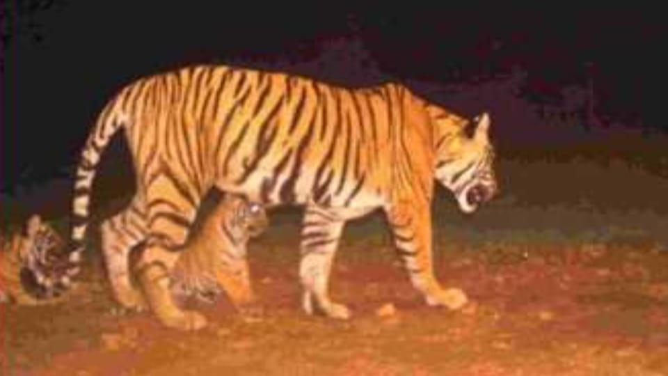 Nauradehi Sanctuary will open after three months from tomorrow