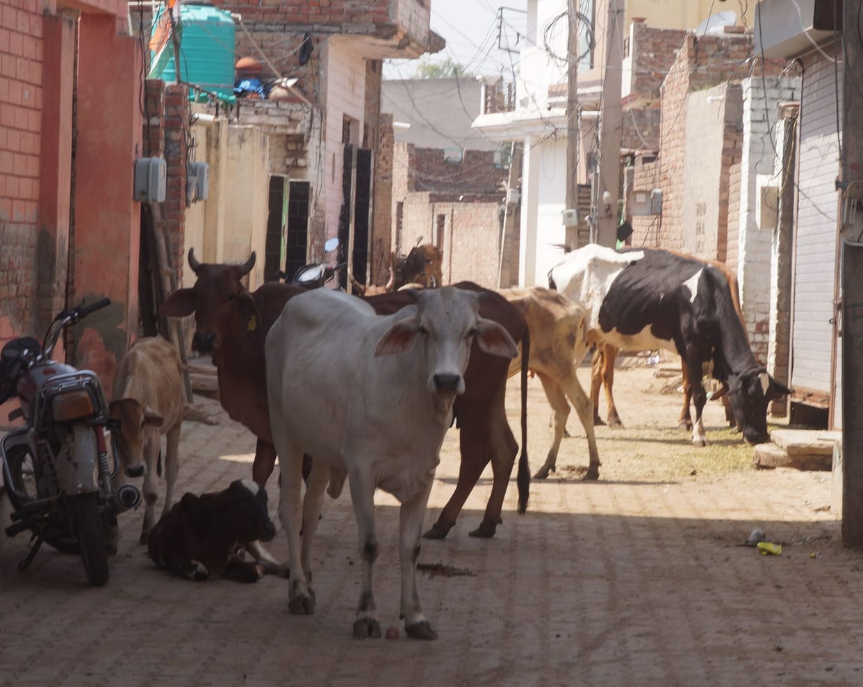 How the city will be free from destitute animals, even before the action of the administration, the owners get a whiff