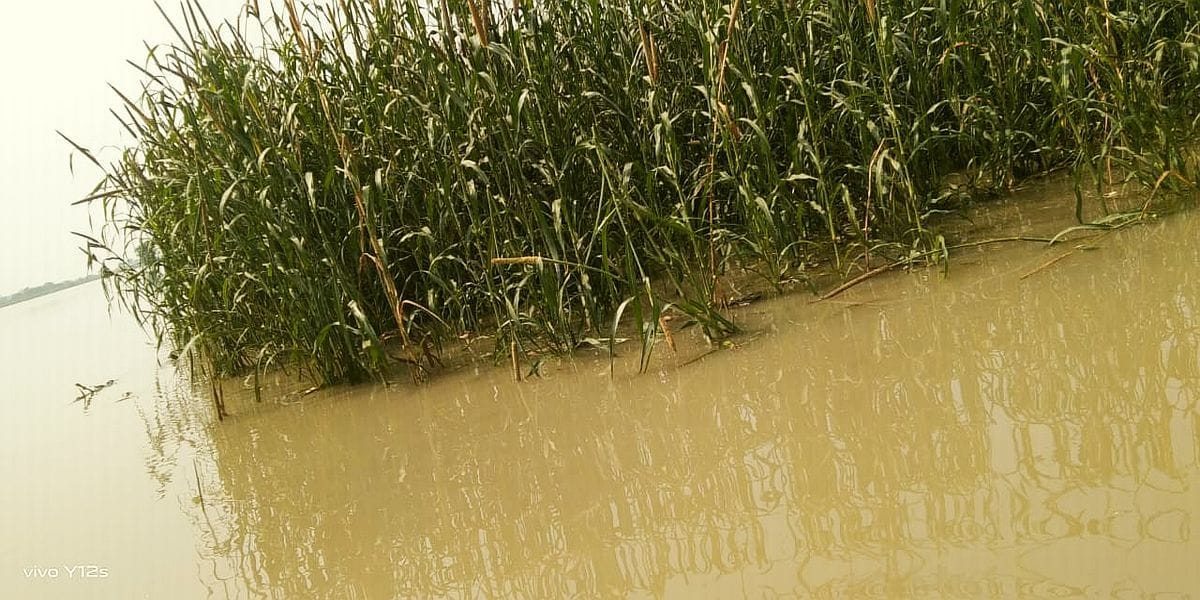 Hundreds of bigha crops of Khadars were absorbed in Kalindi in Tundla