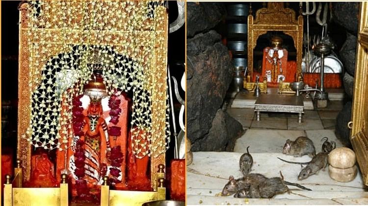 Navratri 2022:चमत्कारी करणी माता का मंदिर, जहां 25 हजार से अधिक चूहे रहते हैं, मिलता है इनका जूठा प्रसाद - Navratri 2022 Facts About Karni Mata Temple Bikaner Of Rajasthan - Amar