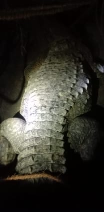 Crocodile again reached Amaria area, forest department caught
