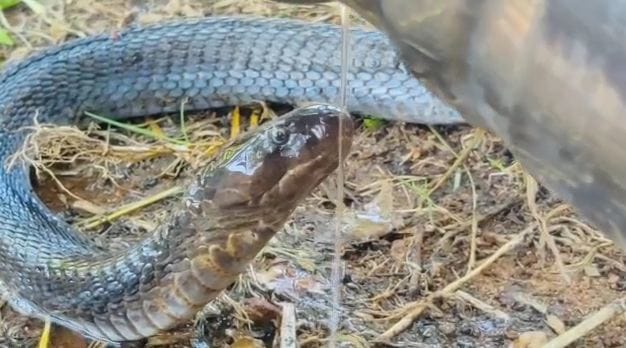 Video viral of giving water to cobra snake in Shivpuri