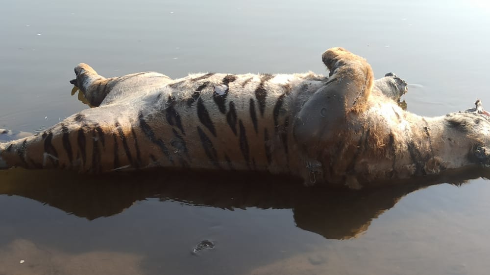 Dead body of adult tiger found in Pench river near Badalpar in Pench Tiger Reserve