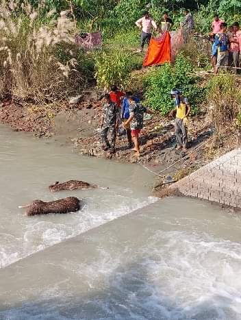 गजरौला क्षेत्र में निगोही ब्रांच नहर से चीतल के शवों को बाहर निकालते वनकर्मी व मौजूद ग्रामीण।