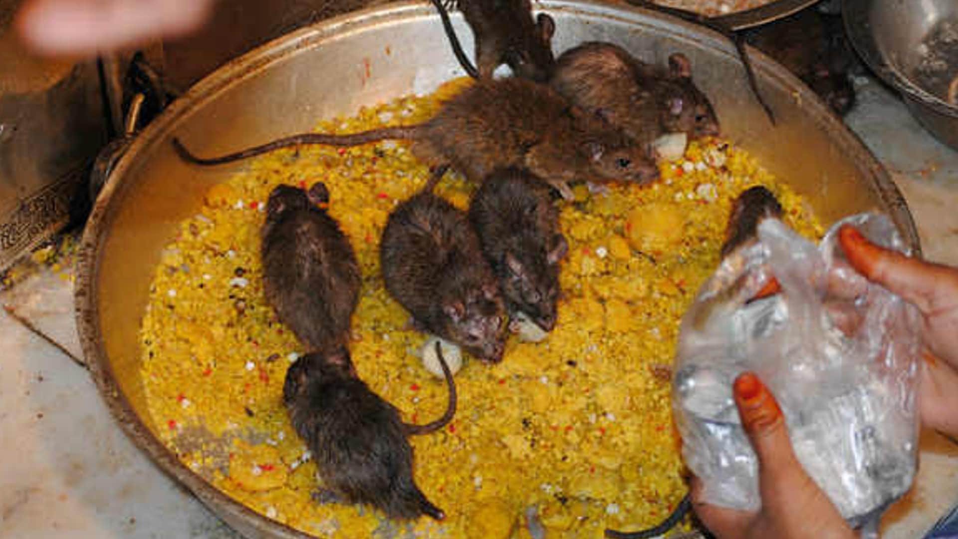 Navratri 2022 facts about Karni Mata Temple Bikaner of Rajasthan