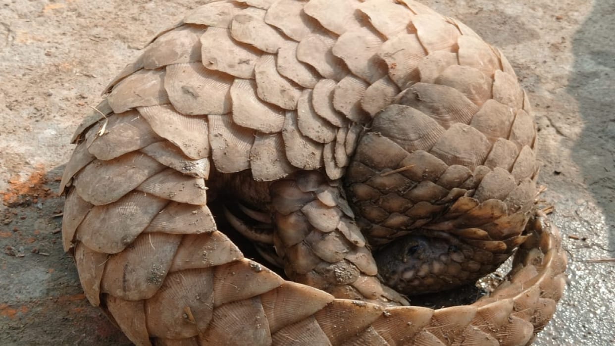 Pangolin a rare creature found in the farmers kitchen shrinks on seeing people crowds gathered to see