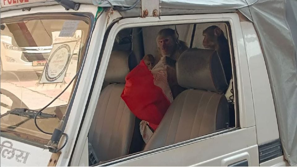 Monkeys entered in escort jeep of DM Navneet Singh Chahal  in Agra