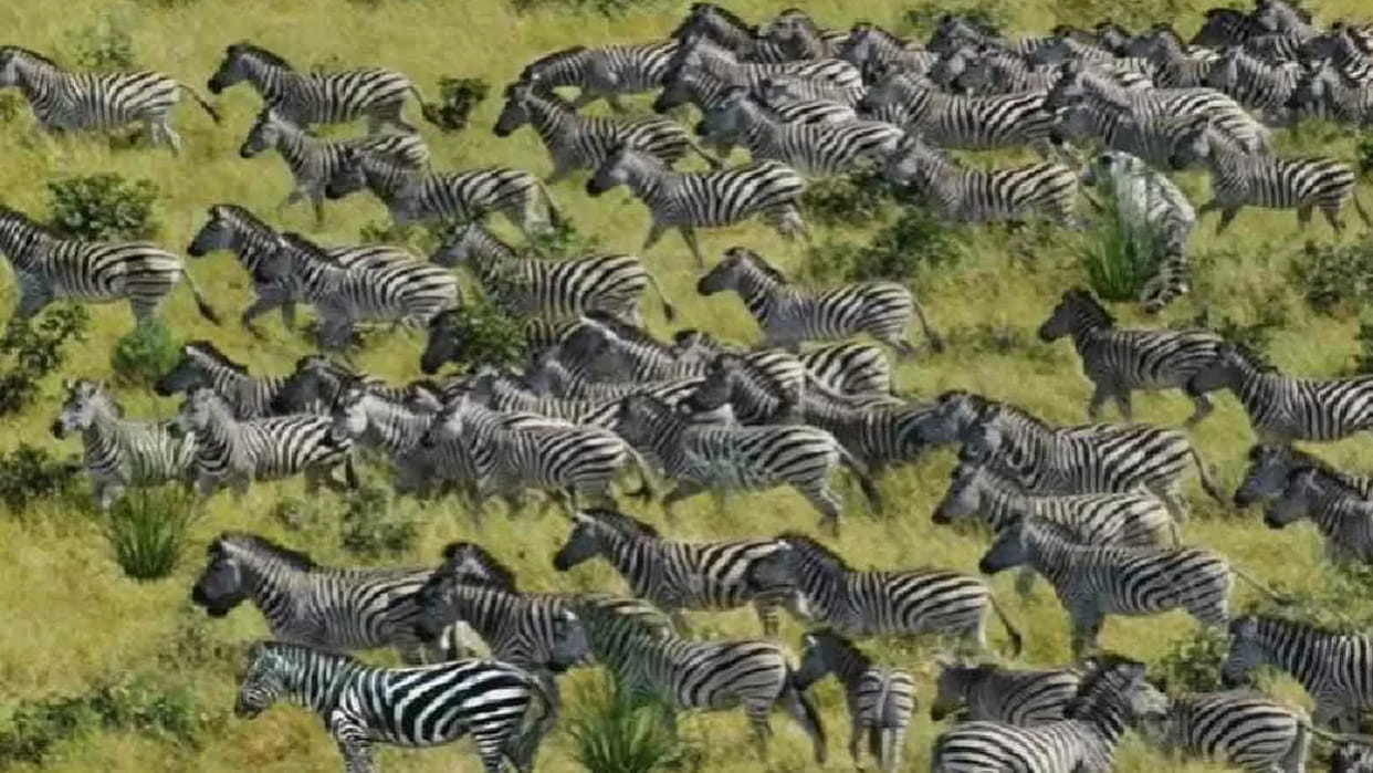 Optical Illusion Viral Image for Personality Test Find Out Tiger among Zebras Check Your Brain IQ