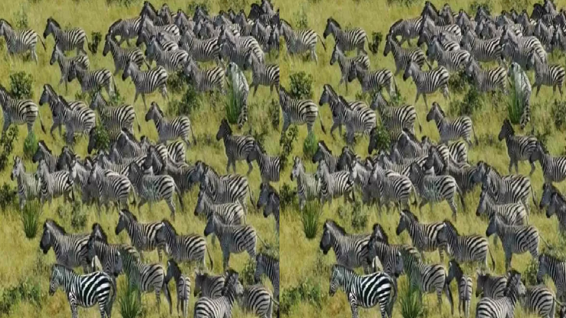 Optical Illusion Viral Image for Personality Test Find Out Tiger among Zebras Check Your Brain IQ