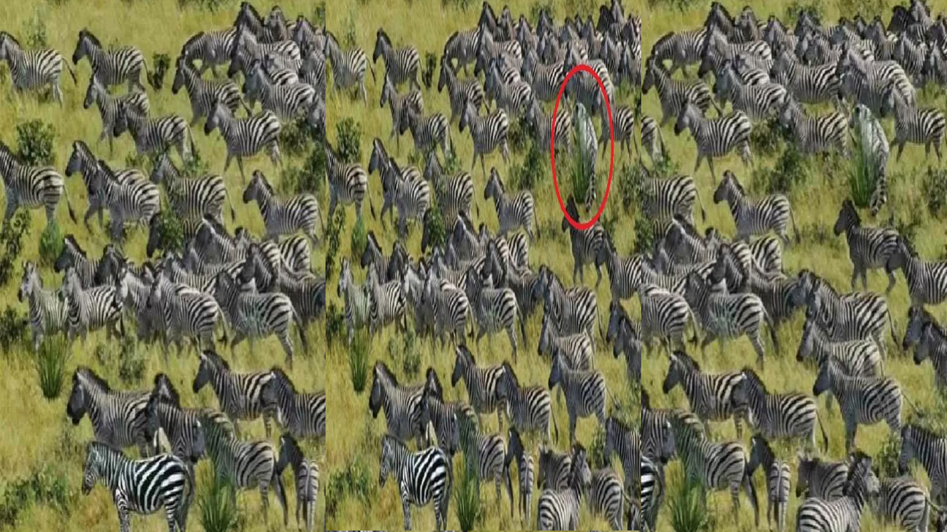 Optical Illusion Viral Image for Personality Test Find Out Tiger among Zebras Check Your Brain IQ