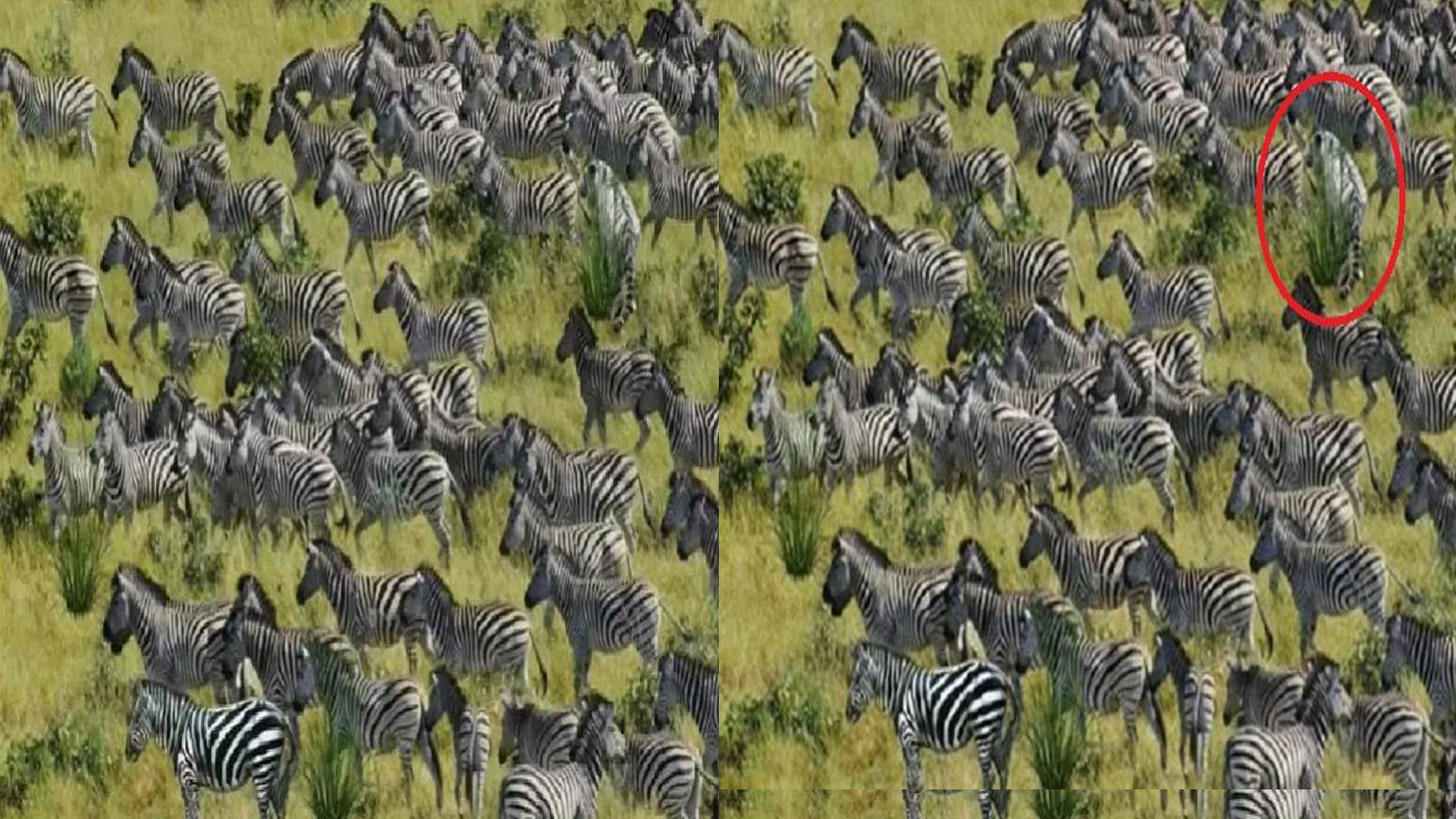 Optical Illusion Viral Image for Personality Test Find Out Tiger among Zebras Check Your Brain IQ