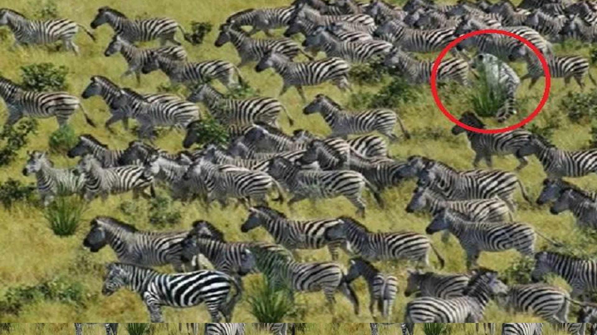 Optical Illusion Viral Image for Personality Test Find Out Tiger among Zebras Check Your Brain IQ