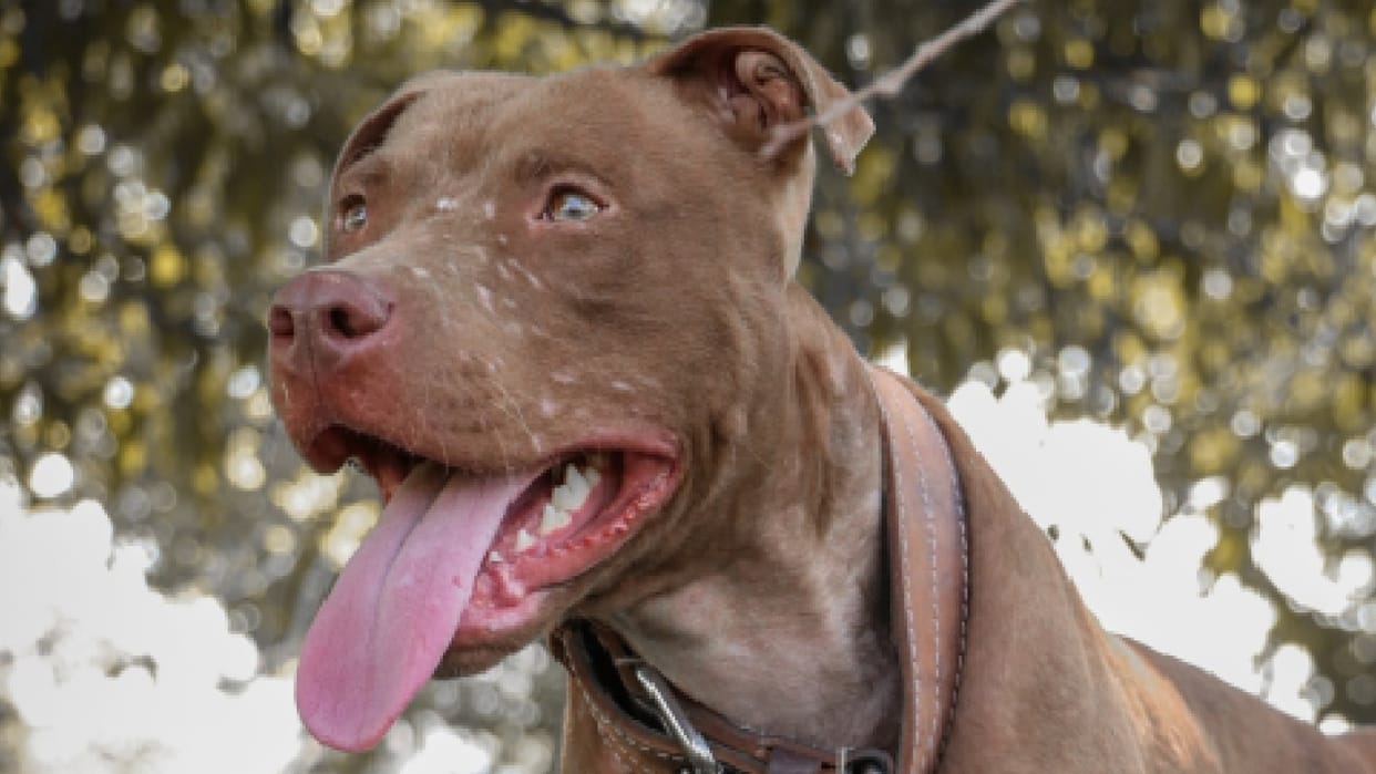 Punjab : Pitbull bites 12 people in six hours in Pathankot