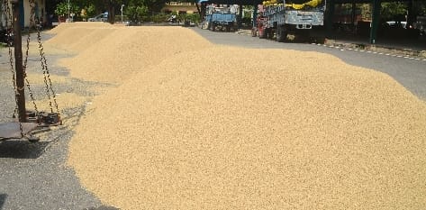 Paddy arrival starts in the market, shock to farmers giving prices in the beginning