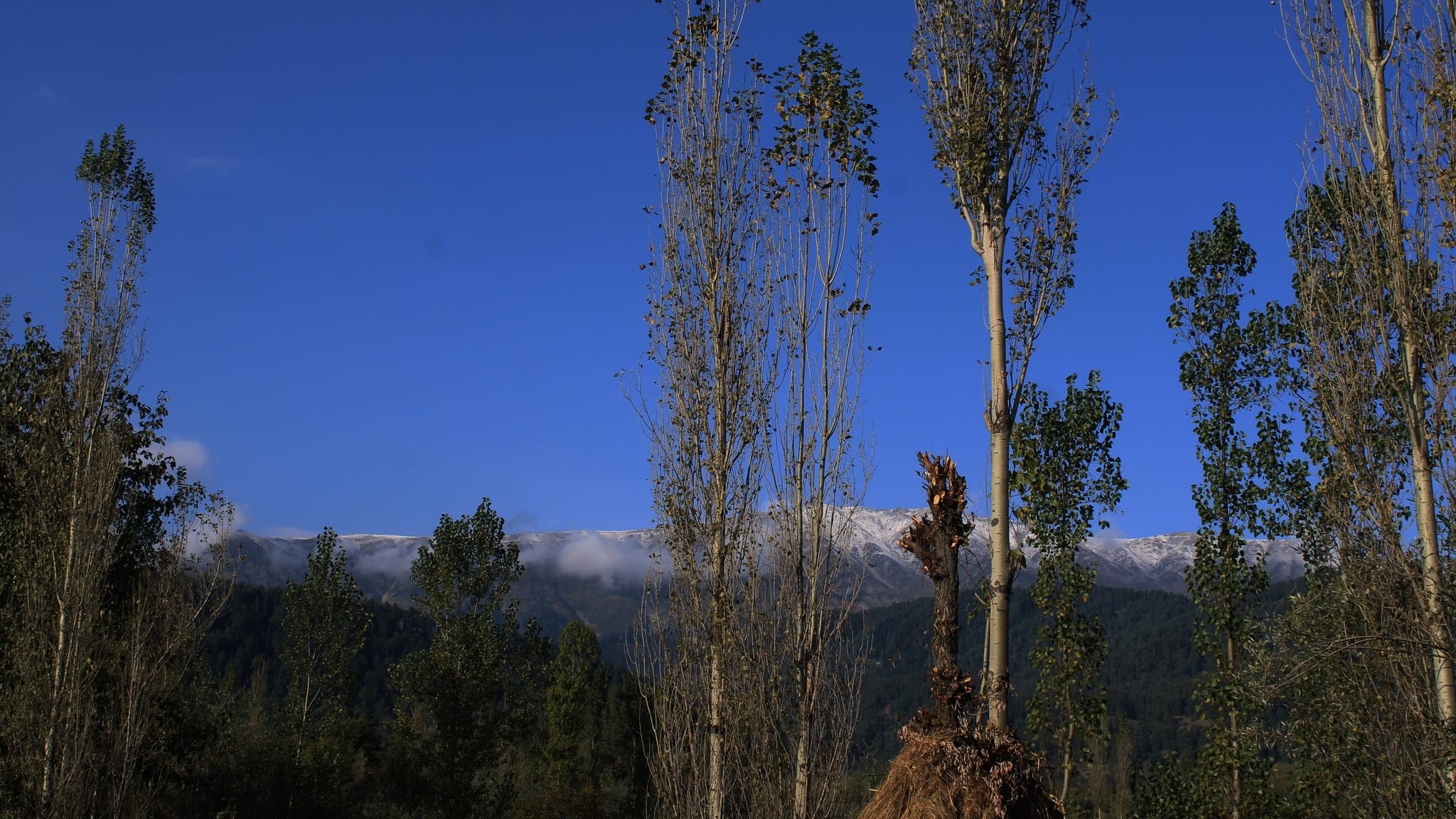 Snowfall in Kashmir: Season first snowfall in higher reaches of Gulmarg north kashmir