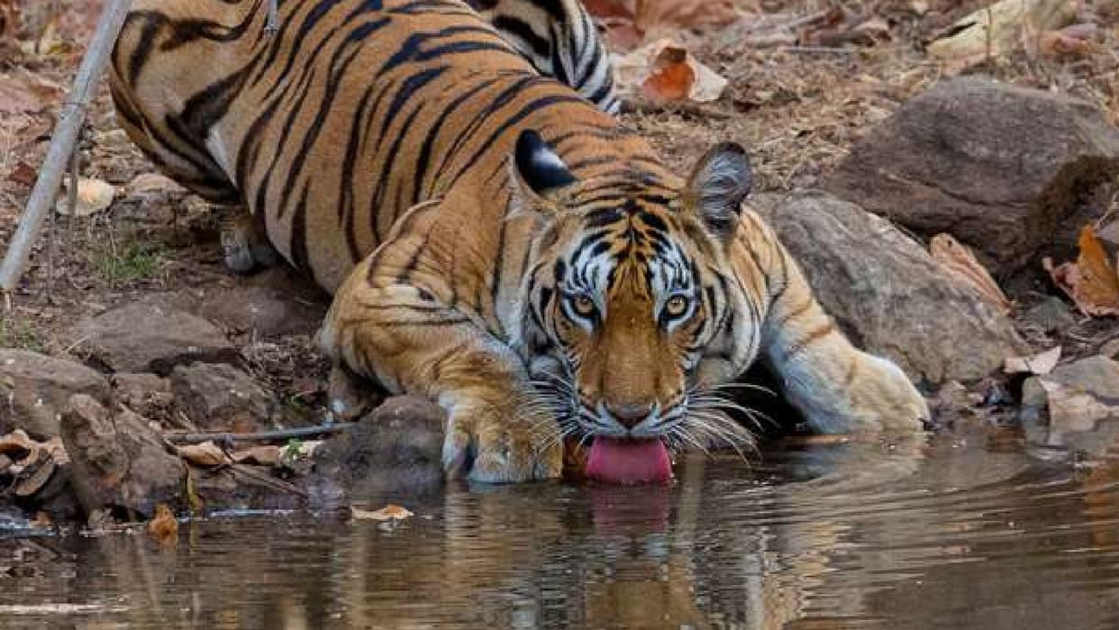 Madhya Pradesh Tiger was hunted by laying current STF caught three poachers