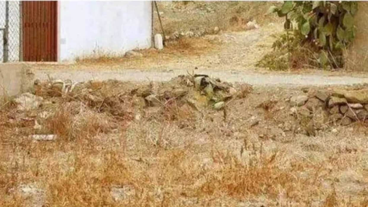 Optical Illusion Viral Photo: Find Out Hidden Cat from Image Check Your Brain IQ and Personality