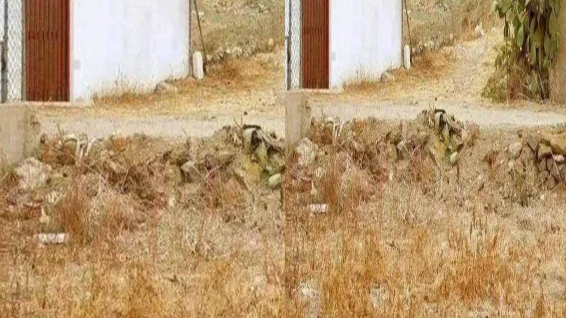 Optical Illusion Viral Photo: Find Out Hidden Cat from Image Check Your Brain IQ and Personality