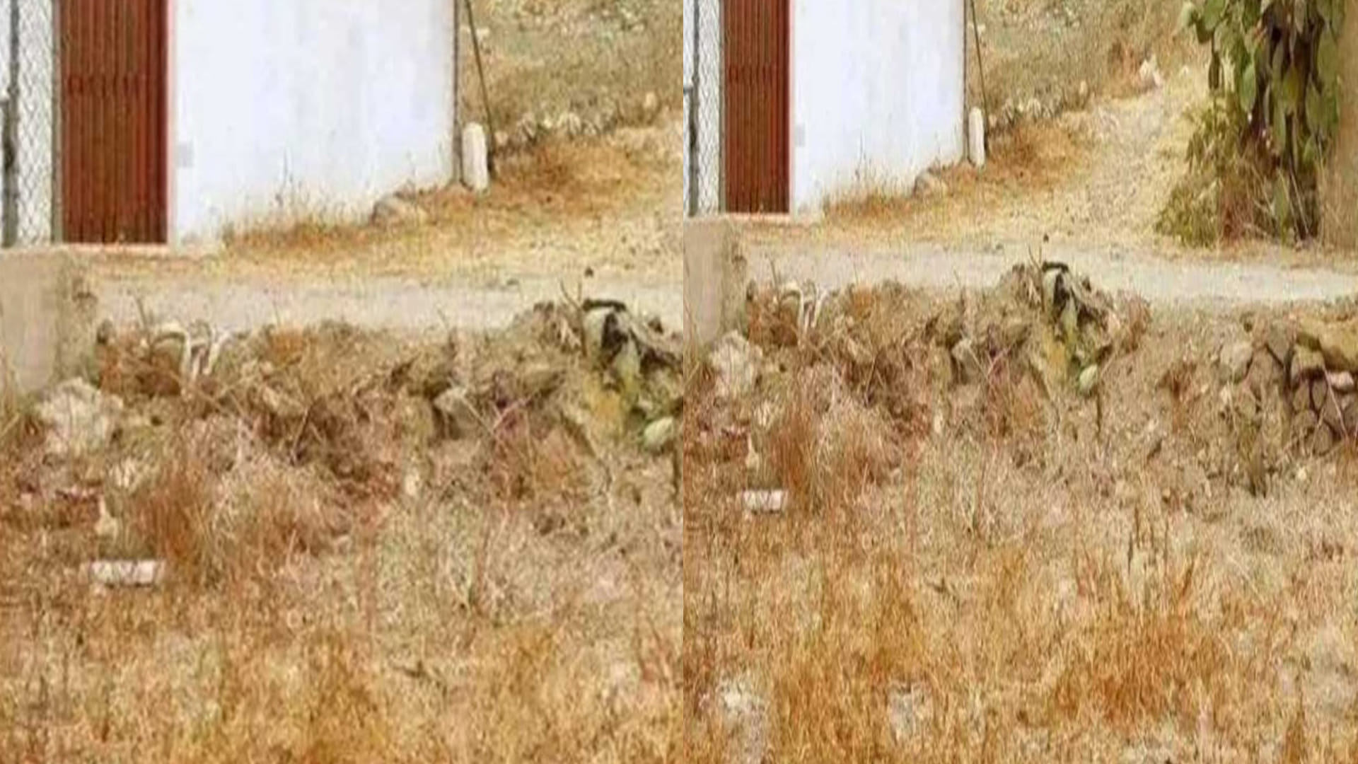 Optical Illusion Viral Photo: Find Out Hidden Cat from Image Check Your Brain IQ and Personality